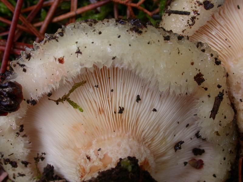 Lactarus  citriolens